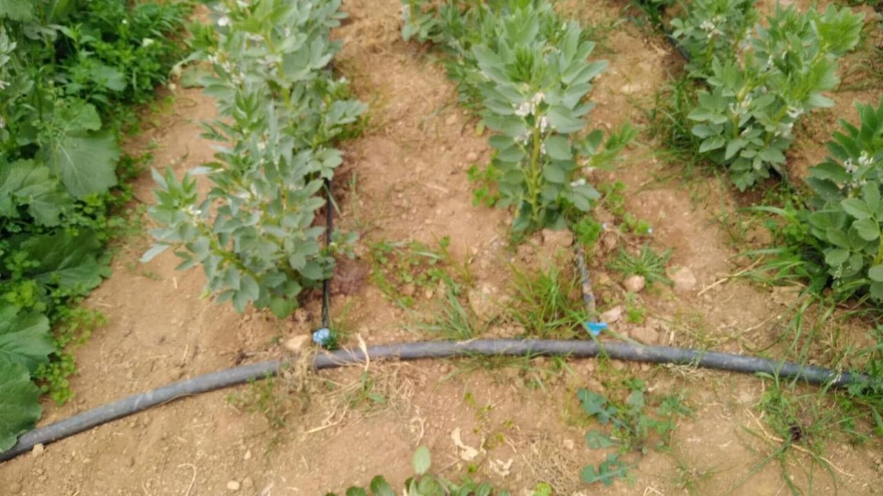 Agriturismo Pingitore Luzzi المظهر الخارجي الصورة