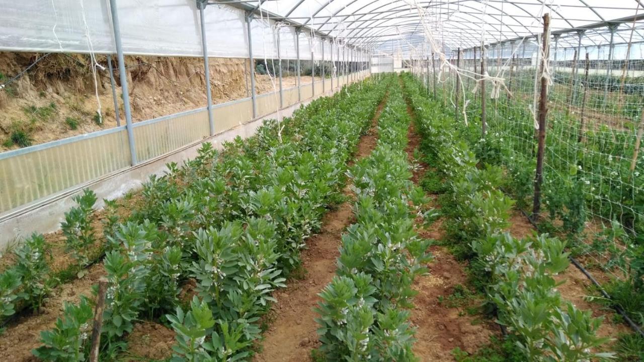 Agriturismo Pingitore Luzzi المظهر الخارجي الصورة