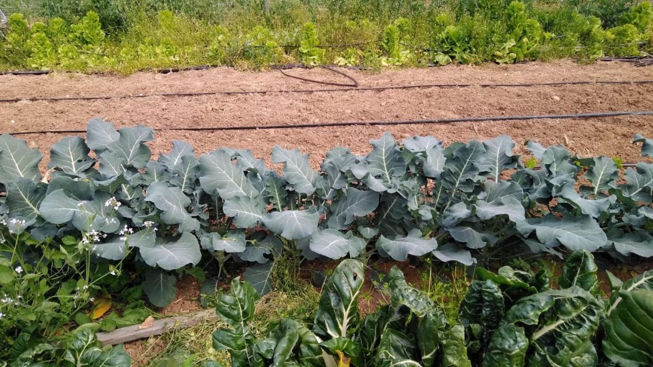 Agriturismo Pingitore Luzzi المظهر الخارجي الصورة