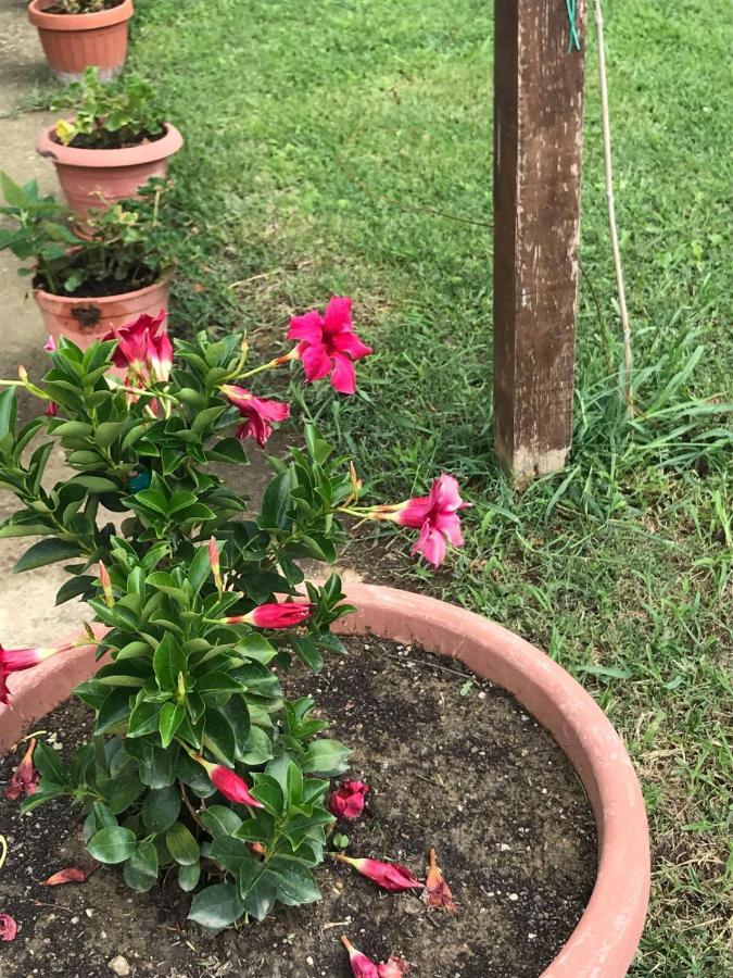 Agriturismo Pingitore Luzzi المظهر الخارجي الصورة