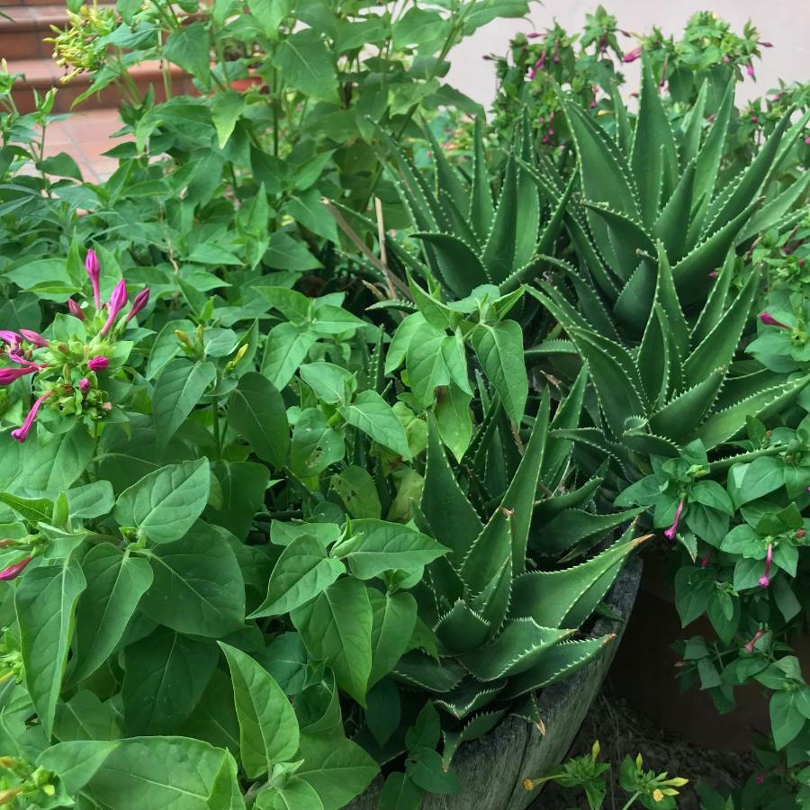 Agriturismo Pingitore Luzzi المظهر الخارجي الصورة